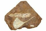 Fossil Ginkgo Leaf From North Dakota - Paleocene #262275-1